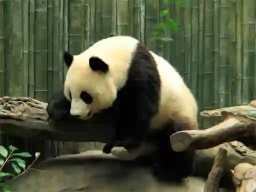 თამაში Pandas Puzzle ონლაინ