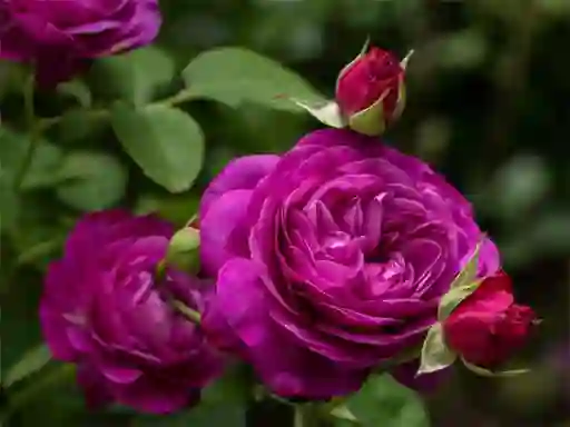 თამაში Purple Roses ონლაინ