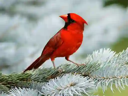 თამაში Birds Puzzle ონლაინ