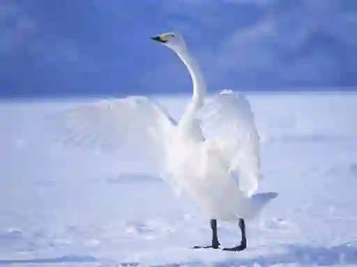 თამაში Graceful Swans ონლაინ