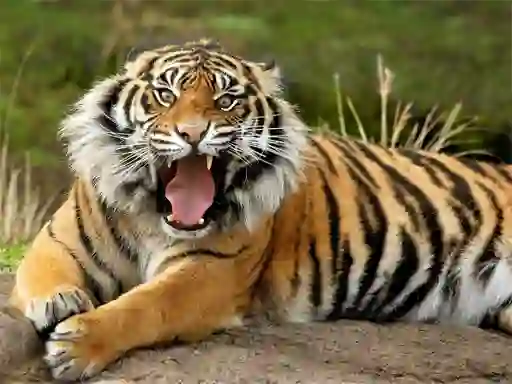 თამაში Animals Jigsaw Puzzle Tiger ონლაინ