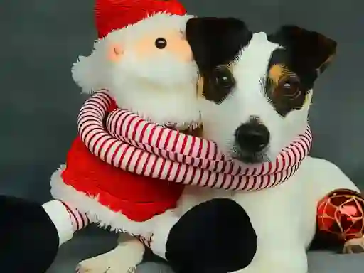 თამაში Funny Christmas Dogs ონლაინ