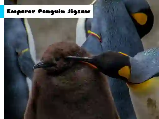 თამაში Emperor Penguin Jigsaw ონლაინ
