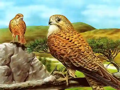 თამაში Birds of Prey Slide ონლაინ