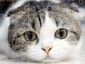 თამაში კატები Puzzle დრო  ონლაინ