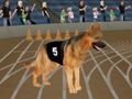 თამაში Crazy Dog Racing ცხელება  ონლაინ