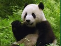 თამაში Pandas Puzzle ონლაინ