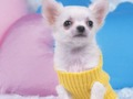 თამაში საყვარელი Puppy Puzzle  ონლაინ