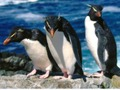 თამაში Penguins სლაიდი  ონლაინ