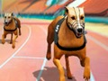 თამაში Crazy Dog Racing ცხელება  ონლაინ