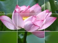 თამაში Lotus ყვავილები  ონლაინ