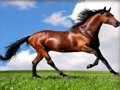 თამაში ცხოველები Jigsaw Puzzle Horses  ონლაინ