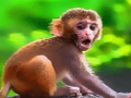 თამაში სასაცილო Baby Monkey  ონლაინ