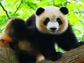 თამაში საყვარელი Baby Panda  ონლაინ