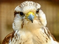 თამაში Gyrfalcon jigsaw ონლაინ