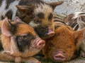 თამაში Piglet Piggy Jigsaw ონლაინ
