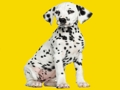 თამაში Phantom Pups Jigsaw თავსატეხი ონლაინ