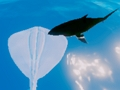 თამაში სერფინგი Stingrays  ონლაინ
