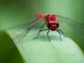 თამაში Dragon Fly Jigsaw ონლაინ
