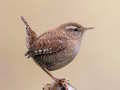 თამაში Birdlingo ონლაინ