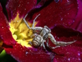 თამაში Crab Spider Jigsaw ონლაინ