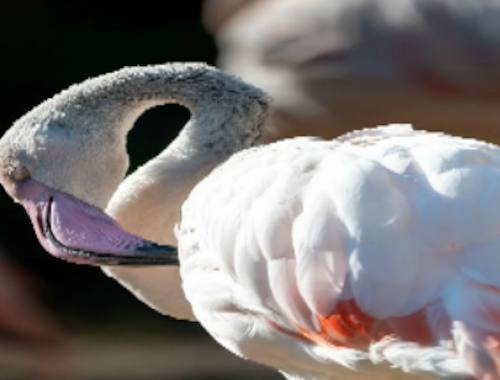 თამაში Flamingo Bird Jigsaw ონლაინ